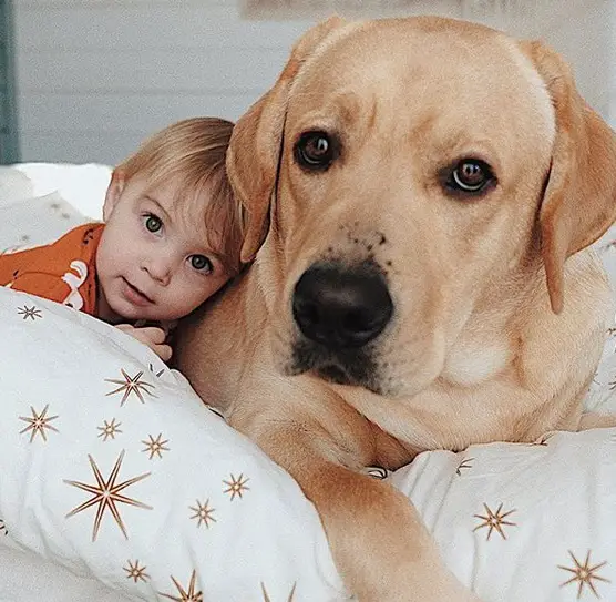A yellow Labrador lying on the bed with a little boy