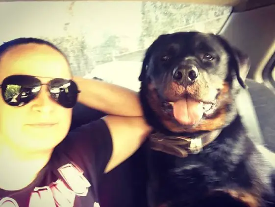 Rottweiler in the car with its owner