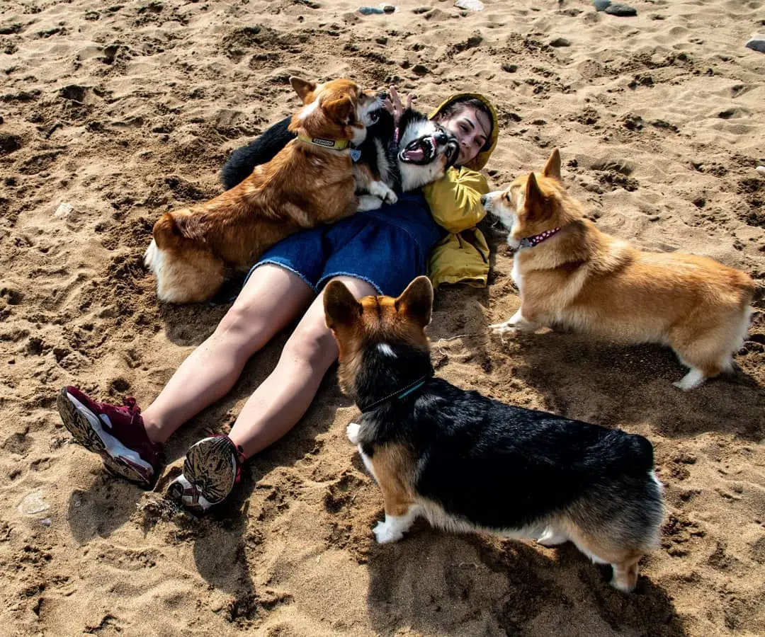 four Corgis snuggling with the lady lying in the sand