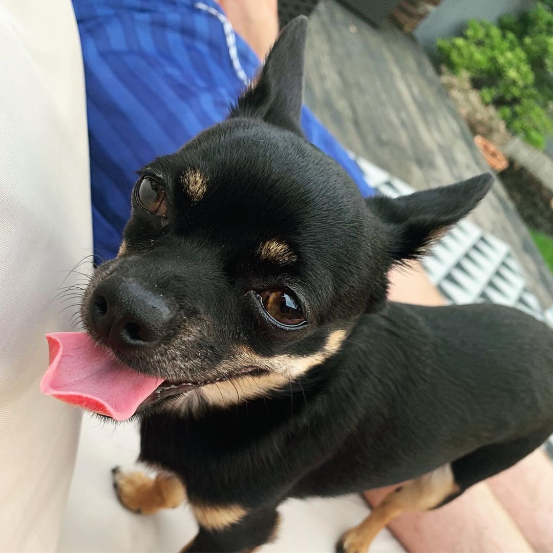 Chihuahua sticking its tongue out