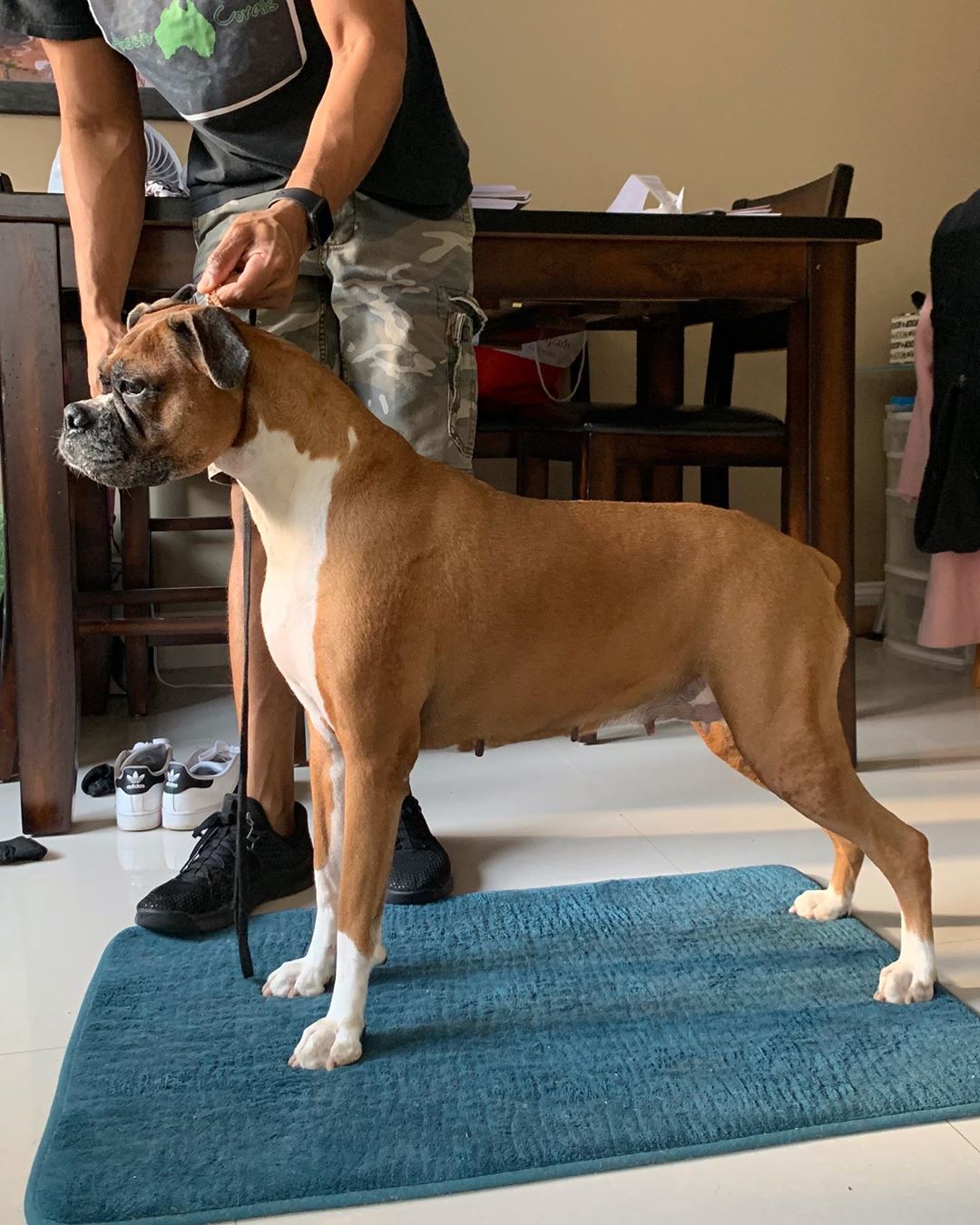 A Boxer standing on the carpet while a man is fixing its collar behind him