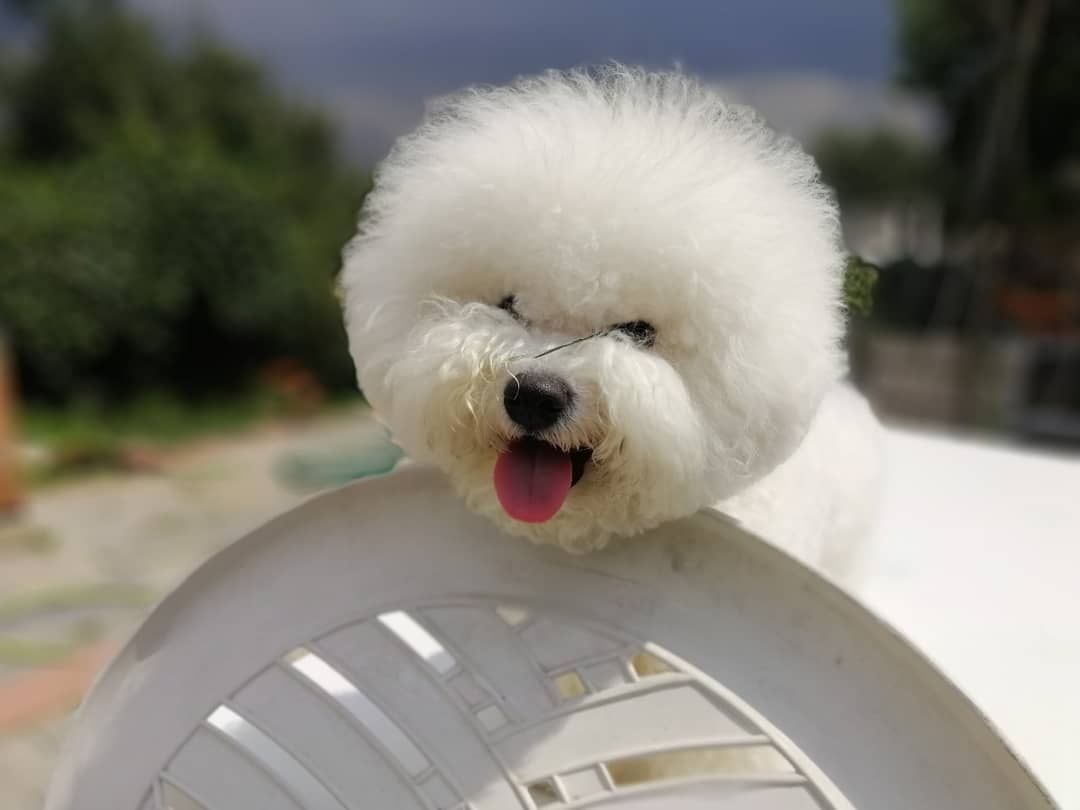 Bichon Frise lying down on top of the table with its happy face