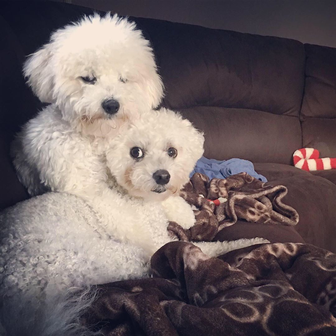 Bichon Frise lying on the couch with another Bichon Frise hugging her from behind