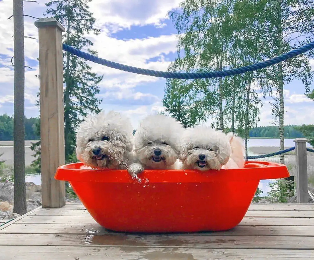 three adorable Bichon Frises in a bucket filled with water with their happy faces