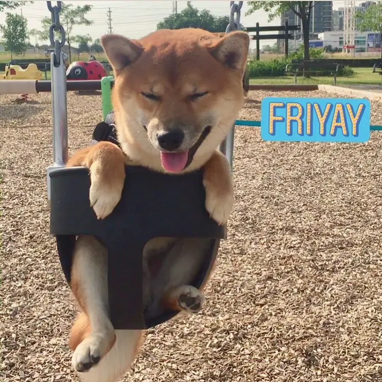 A Shiba Inu sitting in swing at the park