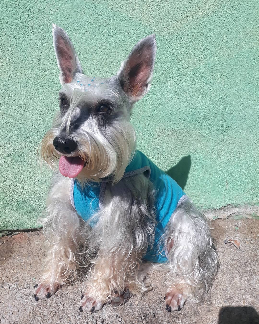 Schnauzer wearing a blue shirt while sitting on the ground with a green wall behind him