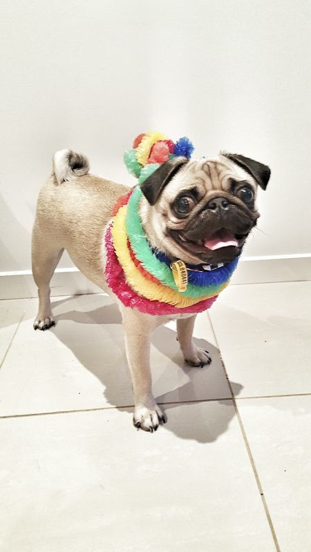 Pug wearing a colorful garland