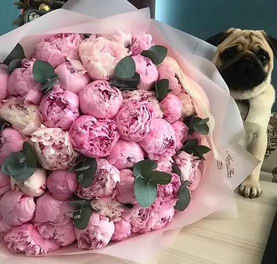 A Pug standing behind a bouquet of pink flowers on the table