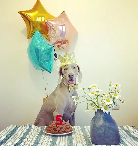 Weimaraner wearing a gold crown while sitting on the chair behind the table with its birthday cake and a vase with flowers and star balloons behind her