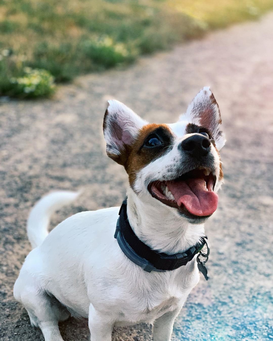 A Jack Russell sitting on the pavement while looking up and smiling