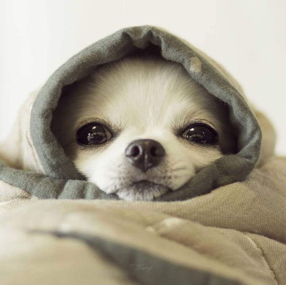 adorable Chihuahua wrapped in blanket