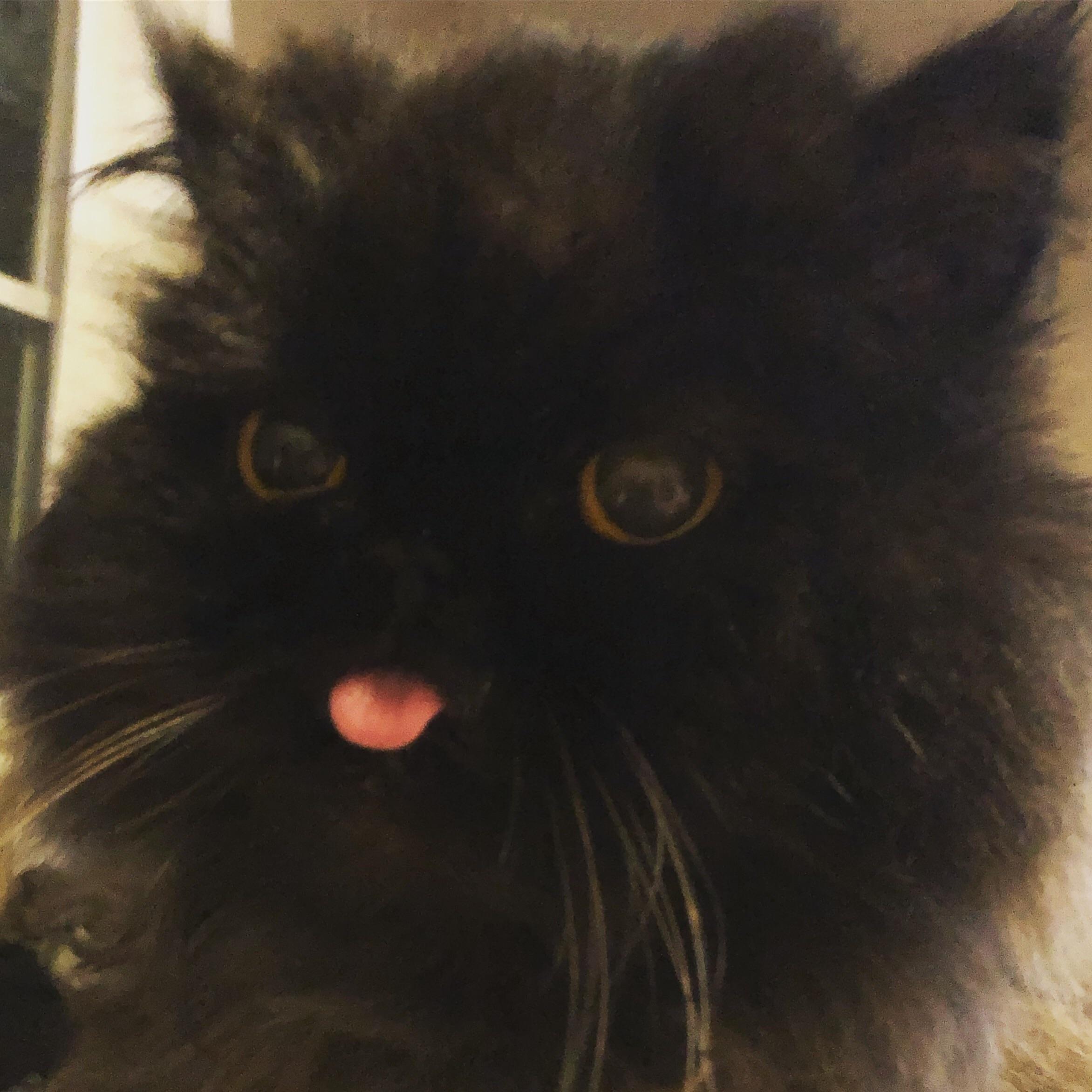 black Persian Cat sticking its tongue out