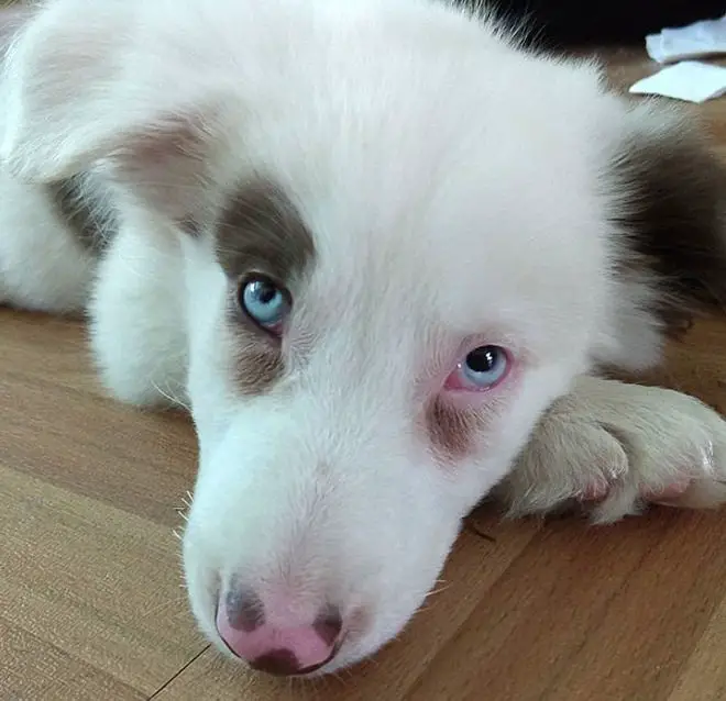 100 Blue Eyed Dog Names For Male And Female Puppies The Paws