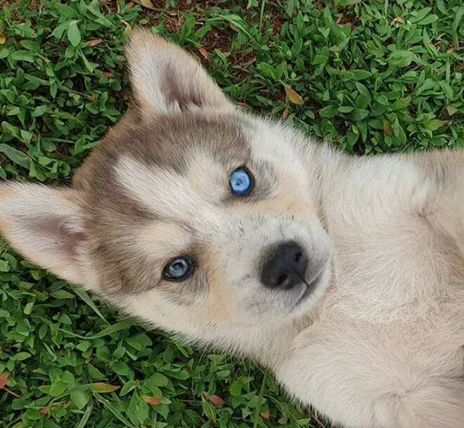 100 Blue Eyed Dog Names For Male And Female Puppies The Paws