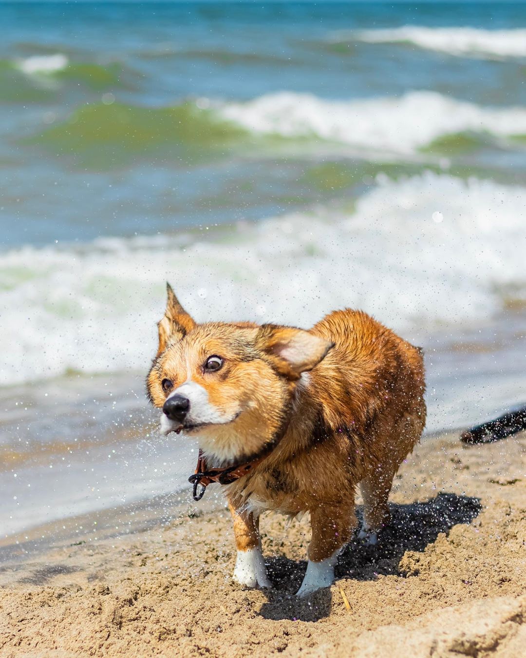 A Corgi shaking at the beach