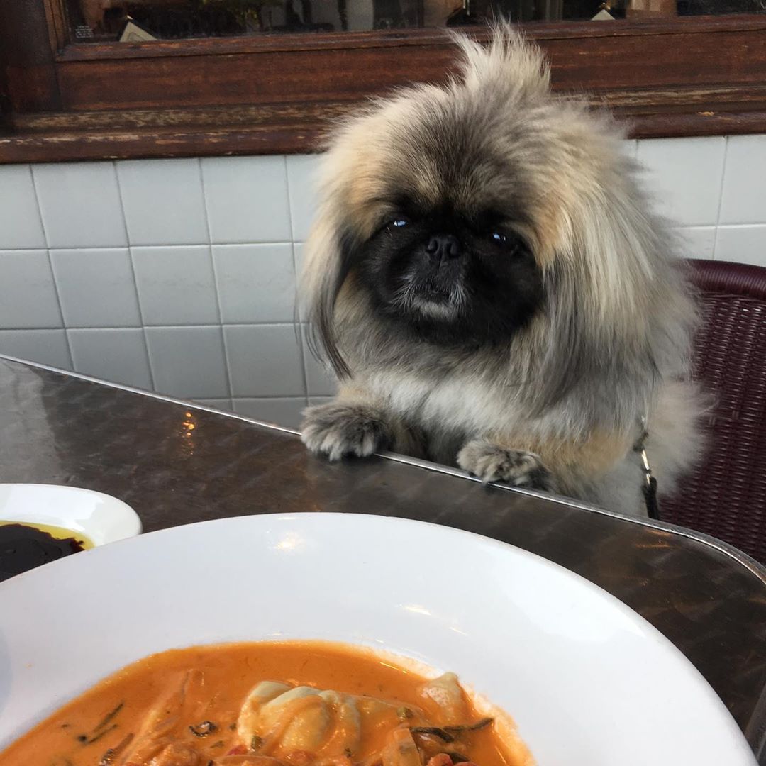 A Pekingese sitting on the chair behind the food on top of the table