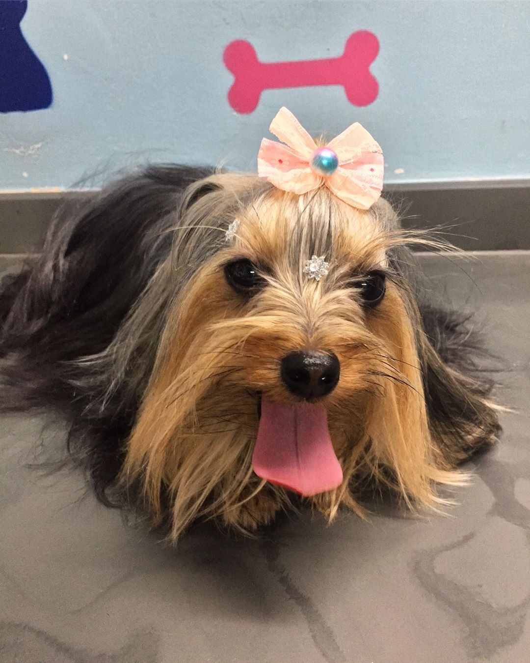 A Yorkshire Terrier wearing a ribbon hair tie while lying on the floor while smiling with its tongue out