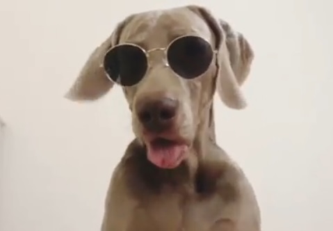 Weimaraner wearing sunglasses with its mouth open
