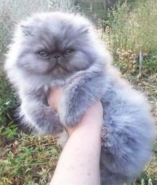 carrying a gray Persian Cat in hands