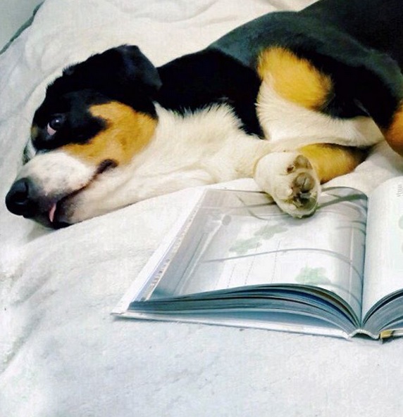 A Bernese Mountain puppy lying on the bed next to an open book