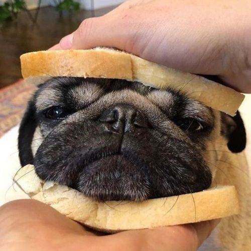 Pug sandwiched face
