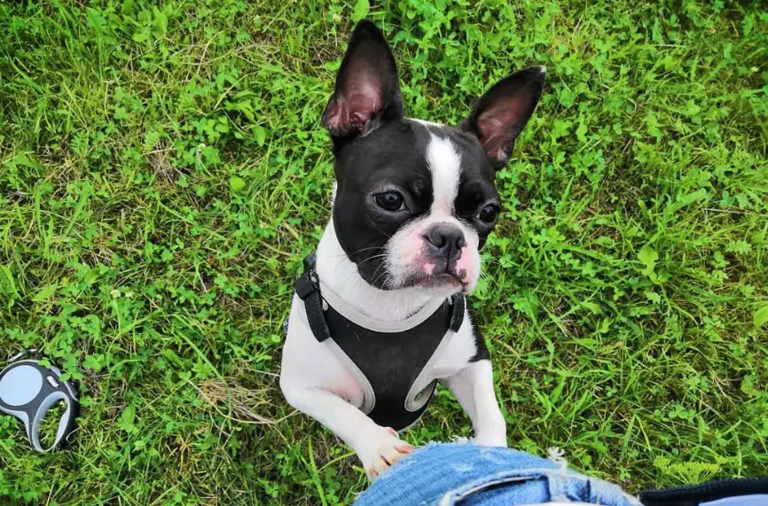 Boston Terrier standing up leaning on the legs of a person in the yard