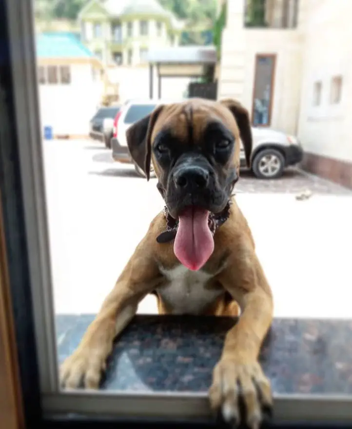 A Boxer by the window sill from the outside while panting with its tongue out