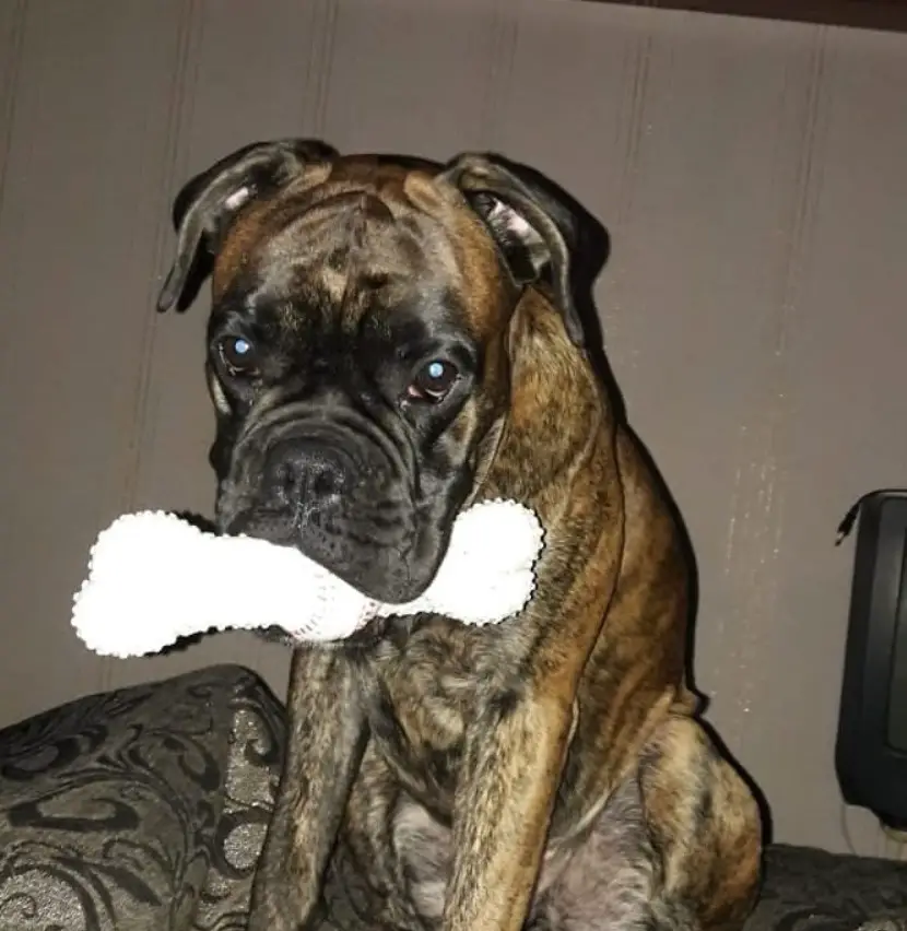 A Boxer sitting on the couch with a bone chew toy in its mouth
