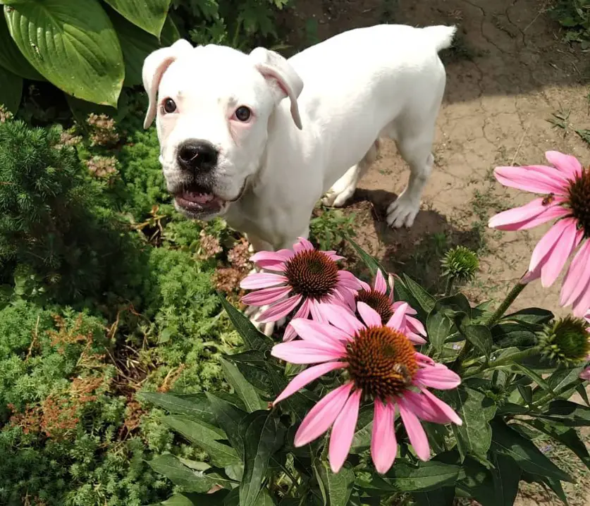 A Boxer puppy standing in the garden