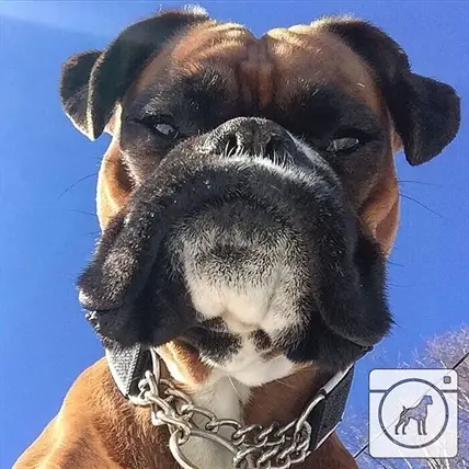 A Boxer looking down against the sky