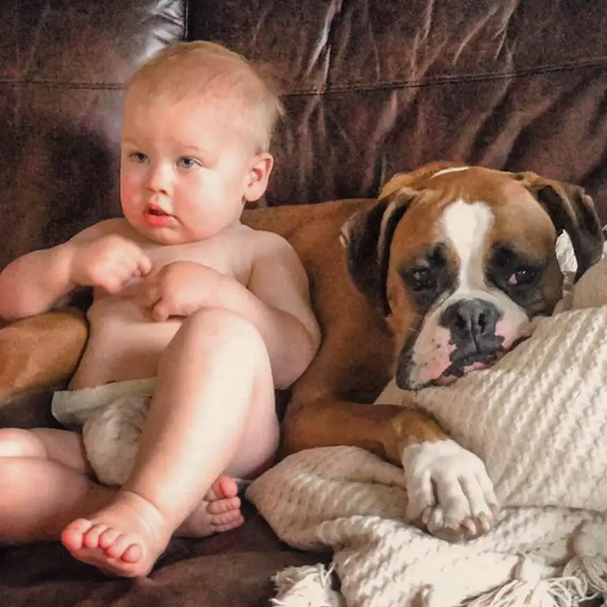 A Boxer lying on the couch with a baby sitting next to him