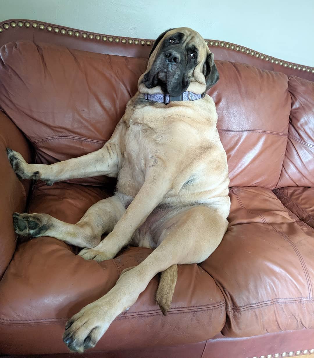 A Mastiff sitting on the couch with its tired face