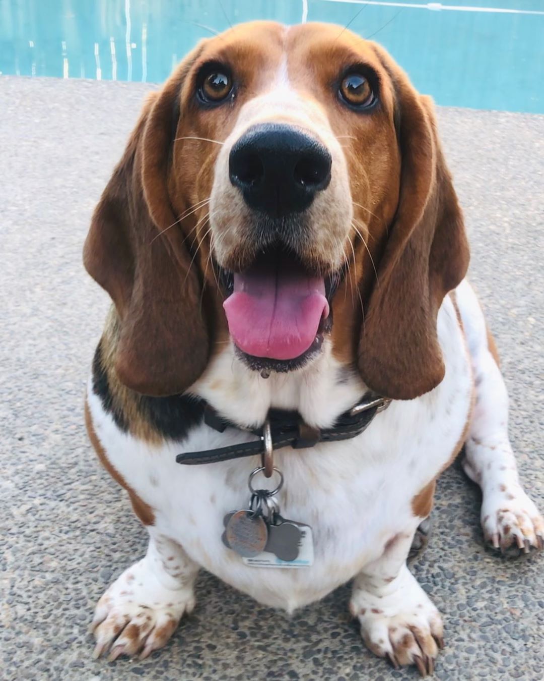 A Basset Hound sitting on the pool side while looking up and smiling