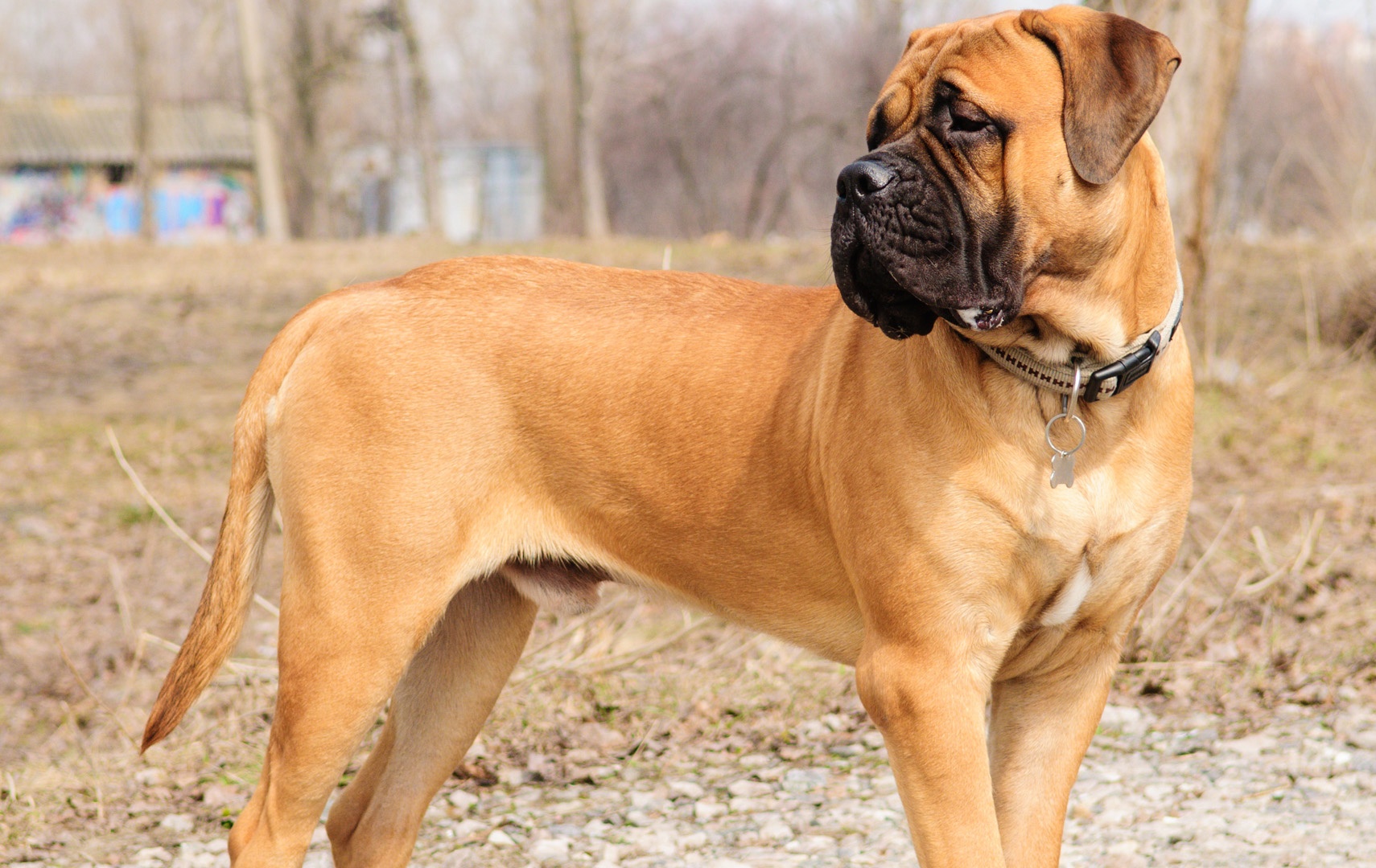 a Gentle Giant Mastiff standing while looking sideways in the forest