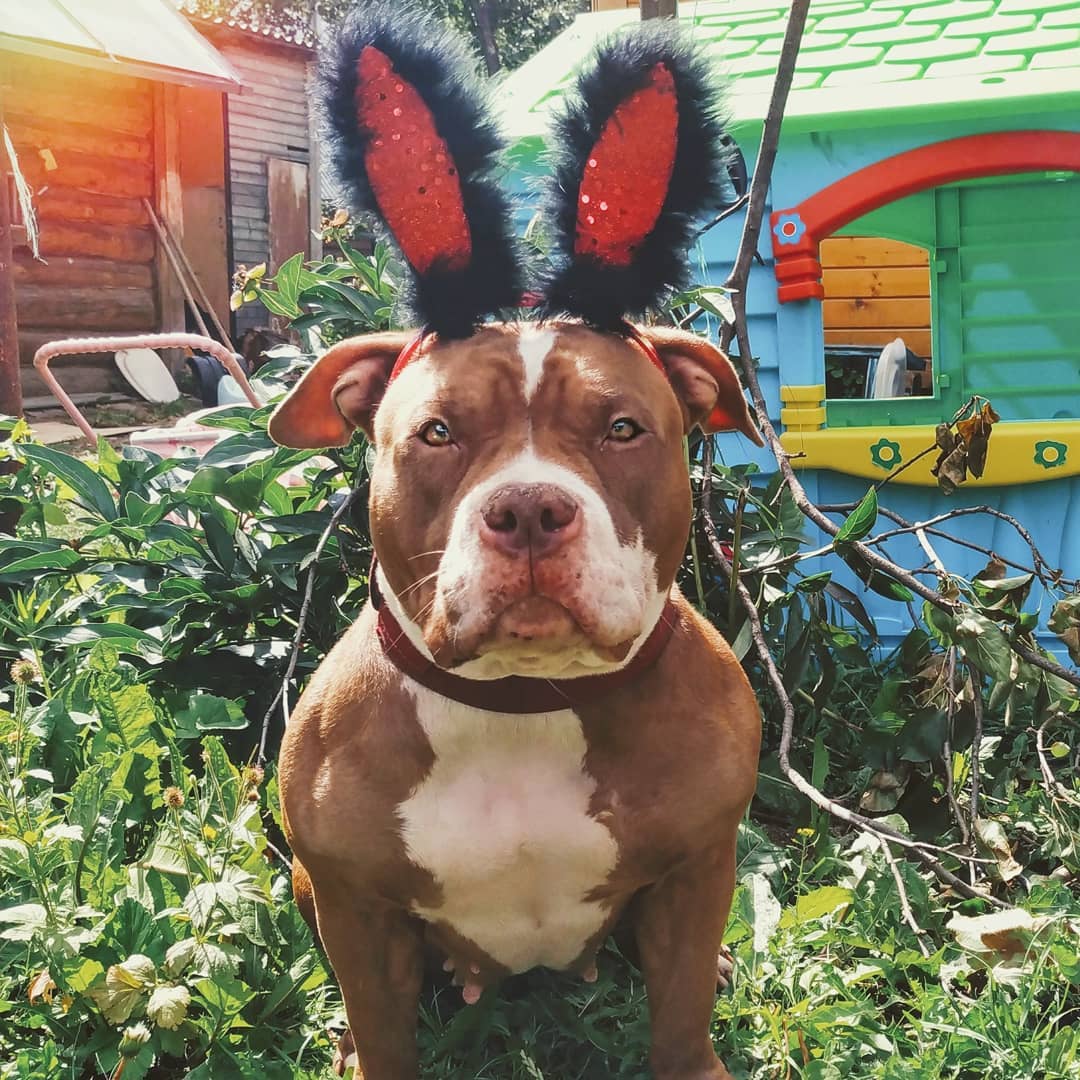 Pit Bull sitting in the garden while wearing a red bunny ears