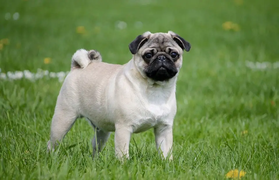 A Pug standing in the yard