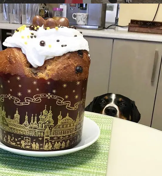 A Bernese Mountain Dog sitting on the floor while staring a the large cake on top of the table in front of him