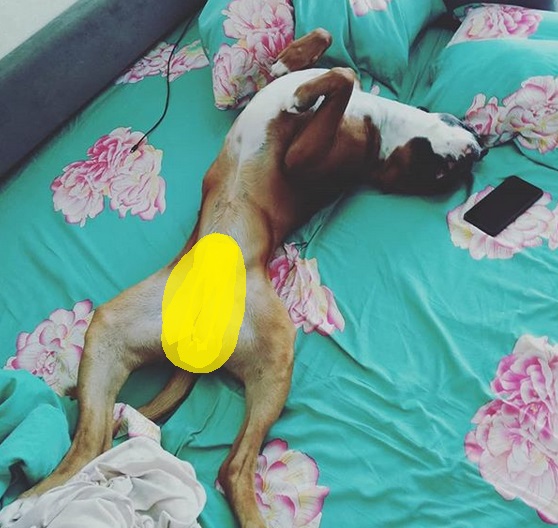 A Boxer lying on its back on the bed while sleeping