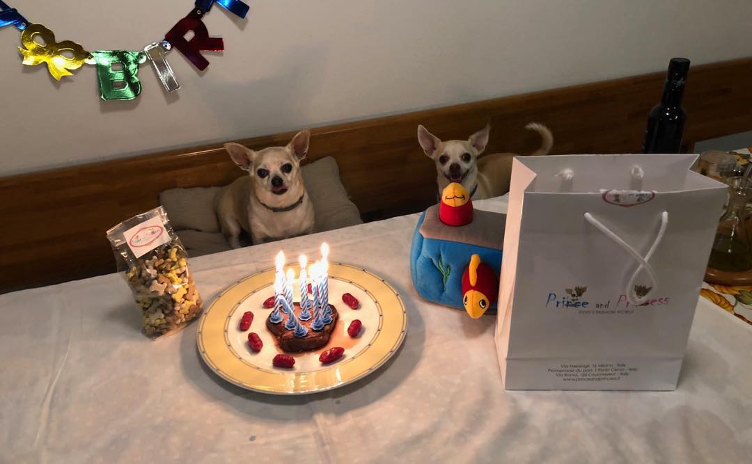 two Chihuahuas sitting across the table with a candle lit cake