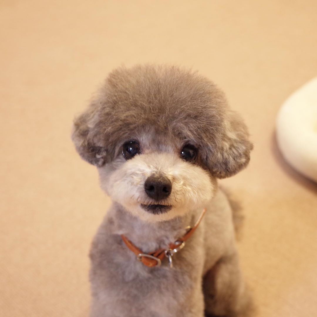 gray Poodle puppy standing on the floor with its adorable face