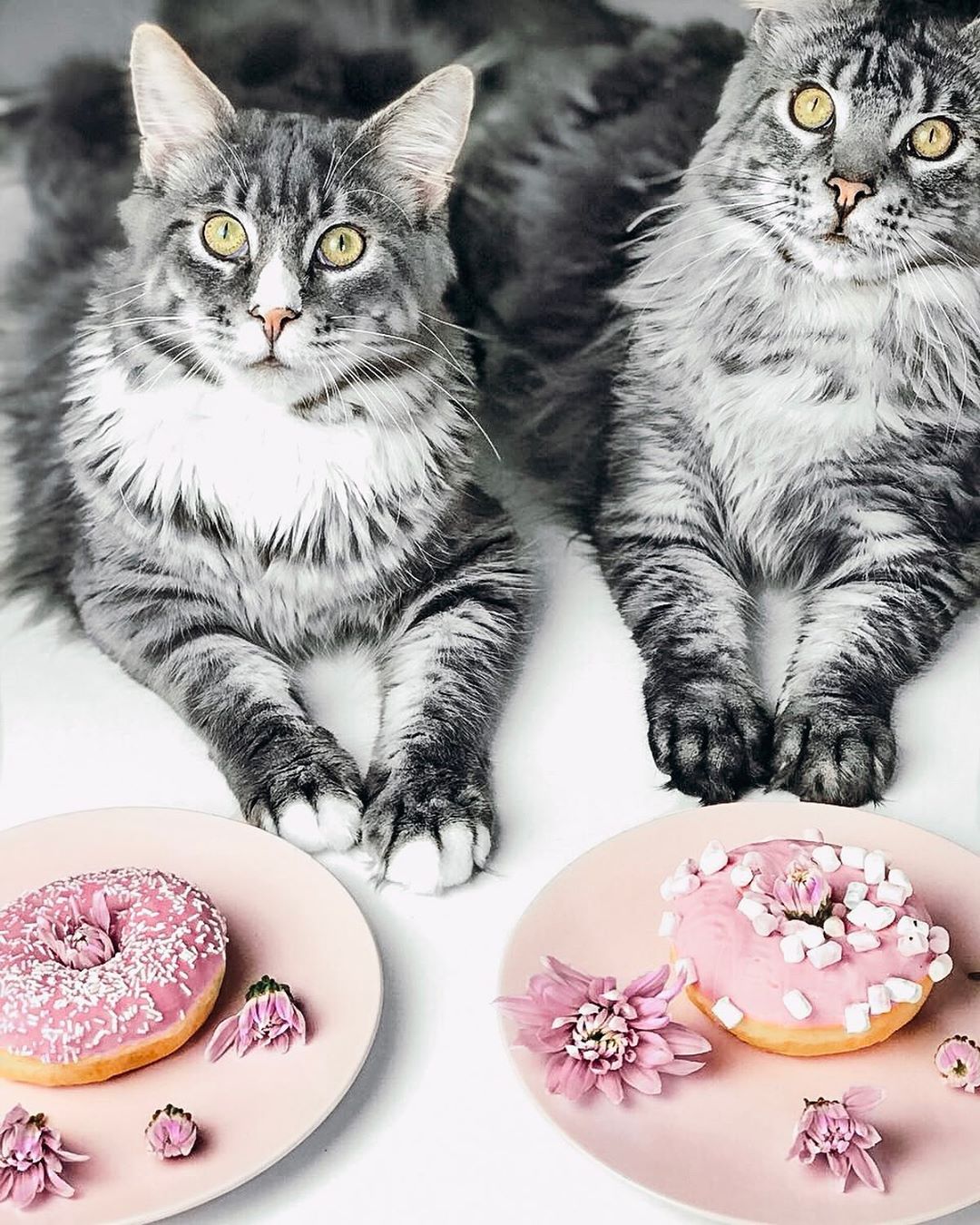 two Maine Coon Cats on the floor in front of donuts