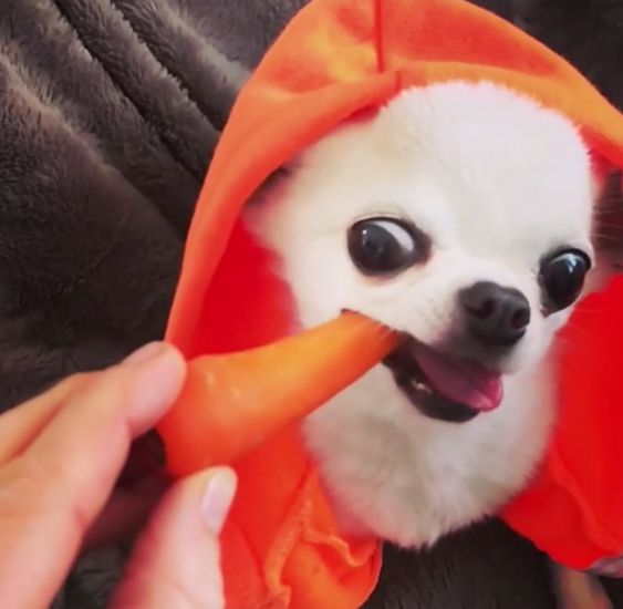 Chihuahua in her orange sweater eating a carrot
