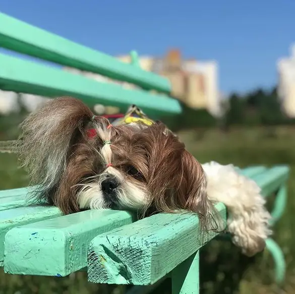 tired Shih Tzu lying on the green bench at the park