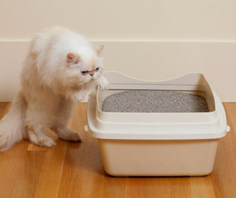 A Persian Cat standing up leaning towards the litter box