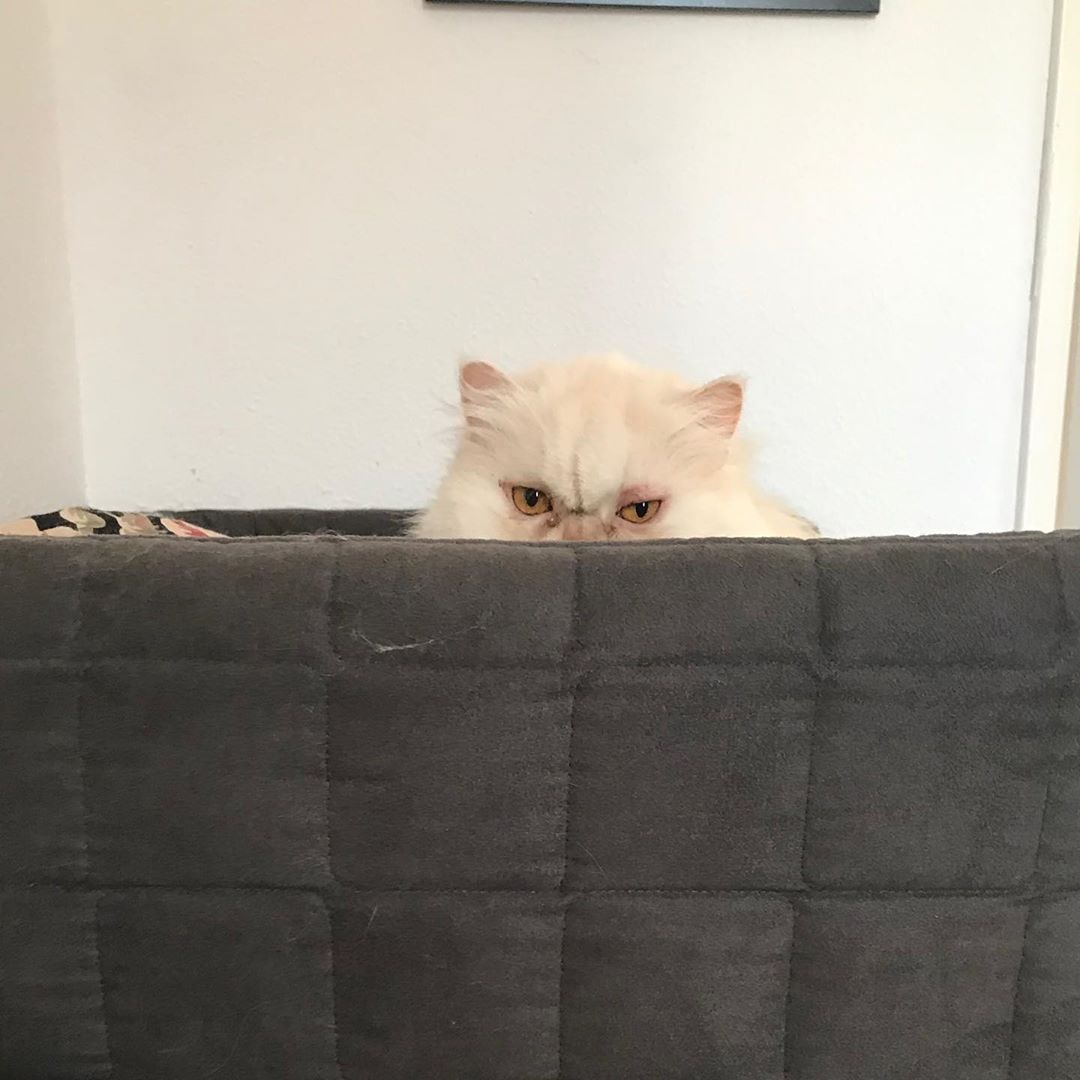 A Persian Cat sitting on the couch and hiding its face