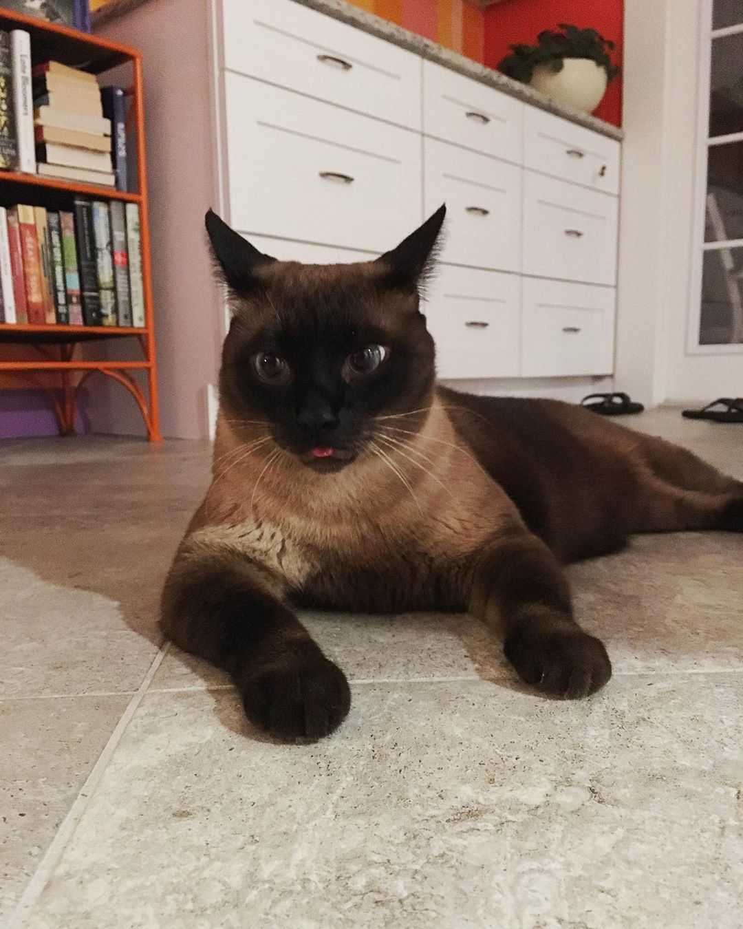 Siamese Cat lying on the floor with the tip of its tongue out