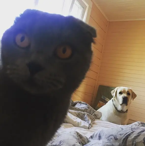 A Labrador sitting at the back of the bed behind the cat