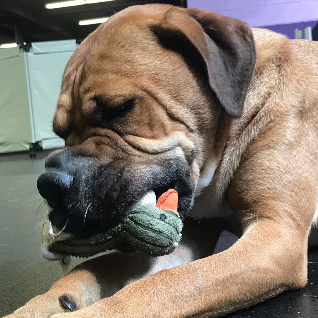 A Shar Pei lying on the floor with a duck stuffed toy in its mouth