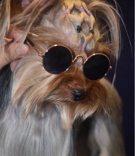 A Yorkshire Terrier wearing sunglasses
