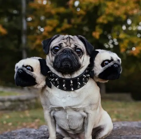 Pug sitting on the ground with its two faces on its side costume